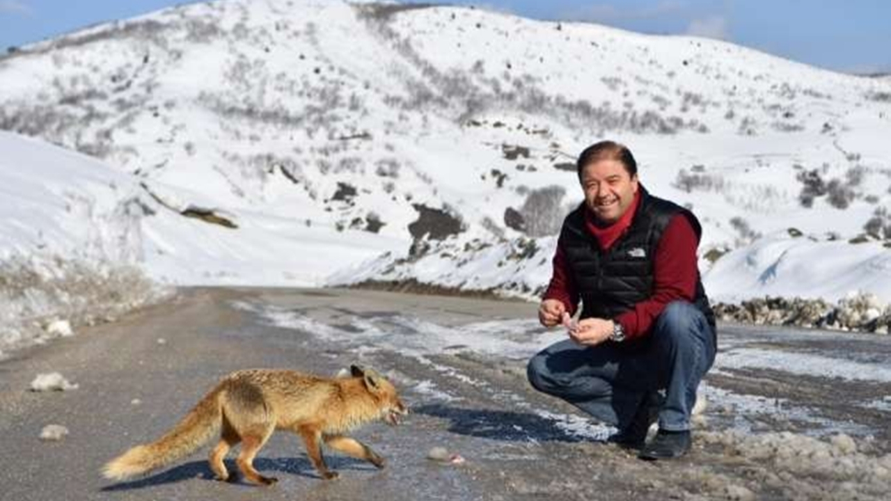 Tunceli'de Başkan Ali Kılıç, tilkiyi elleriyle besledi