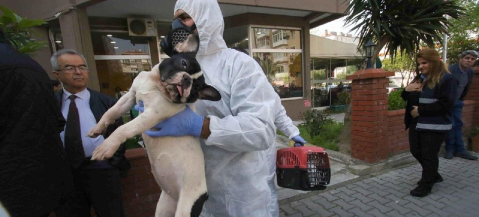 Apartmanda 47 kedi, 6 köpek ve 1 kaplumbağa!