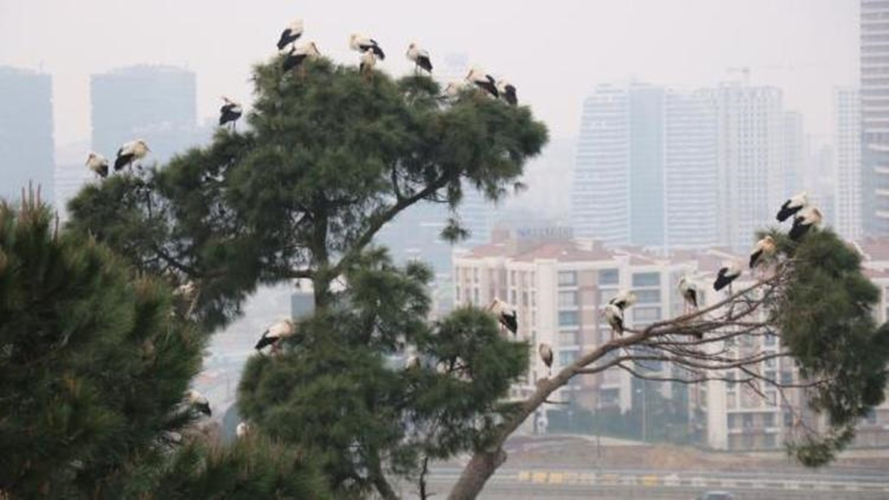 Bu sabah İstanbul'da görüntülendiler!