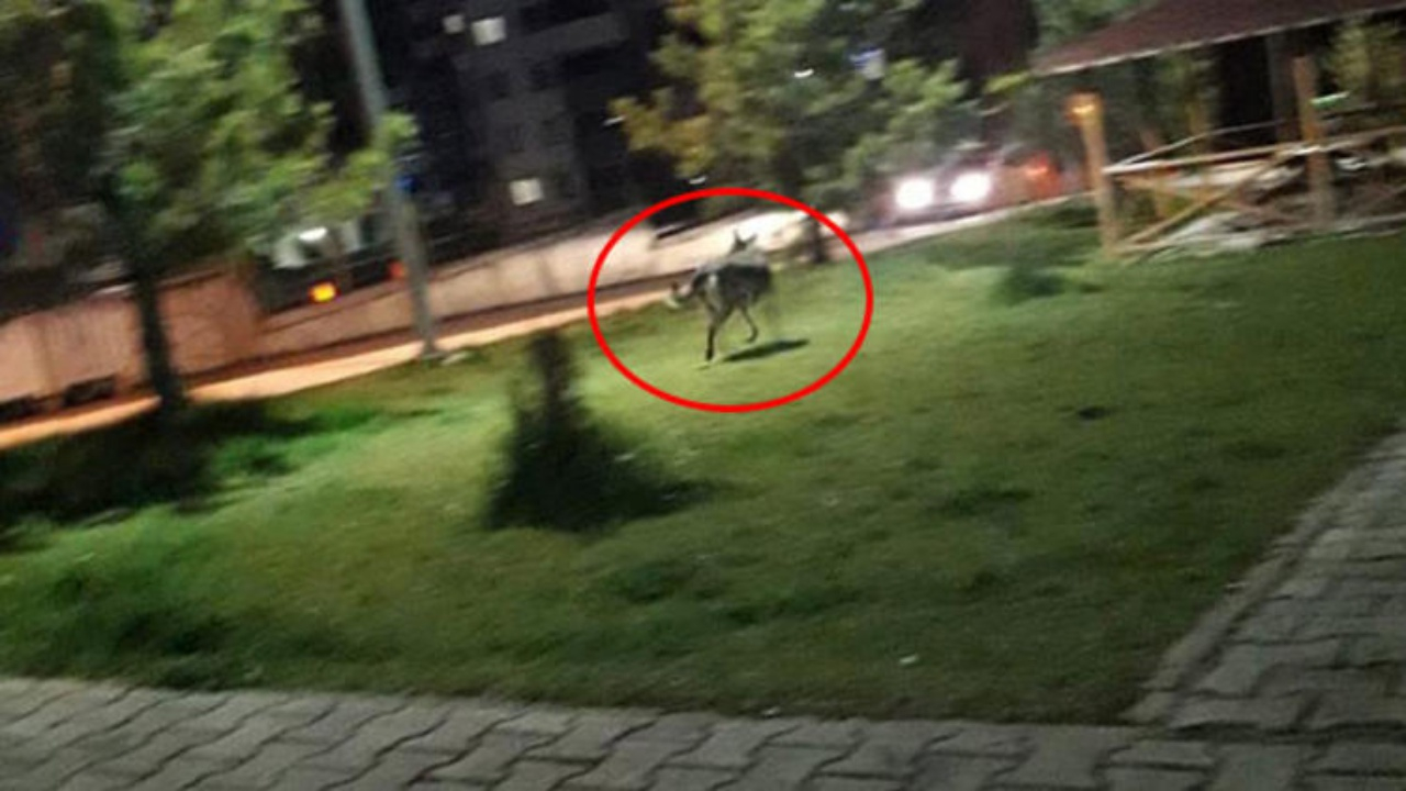 Ailelere çocuklarınızı yalnız bırakmayın uyarısı yapıldı!