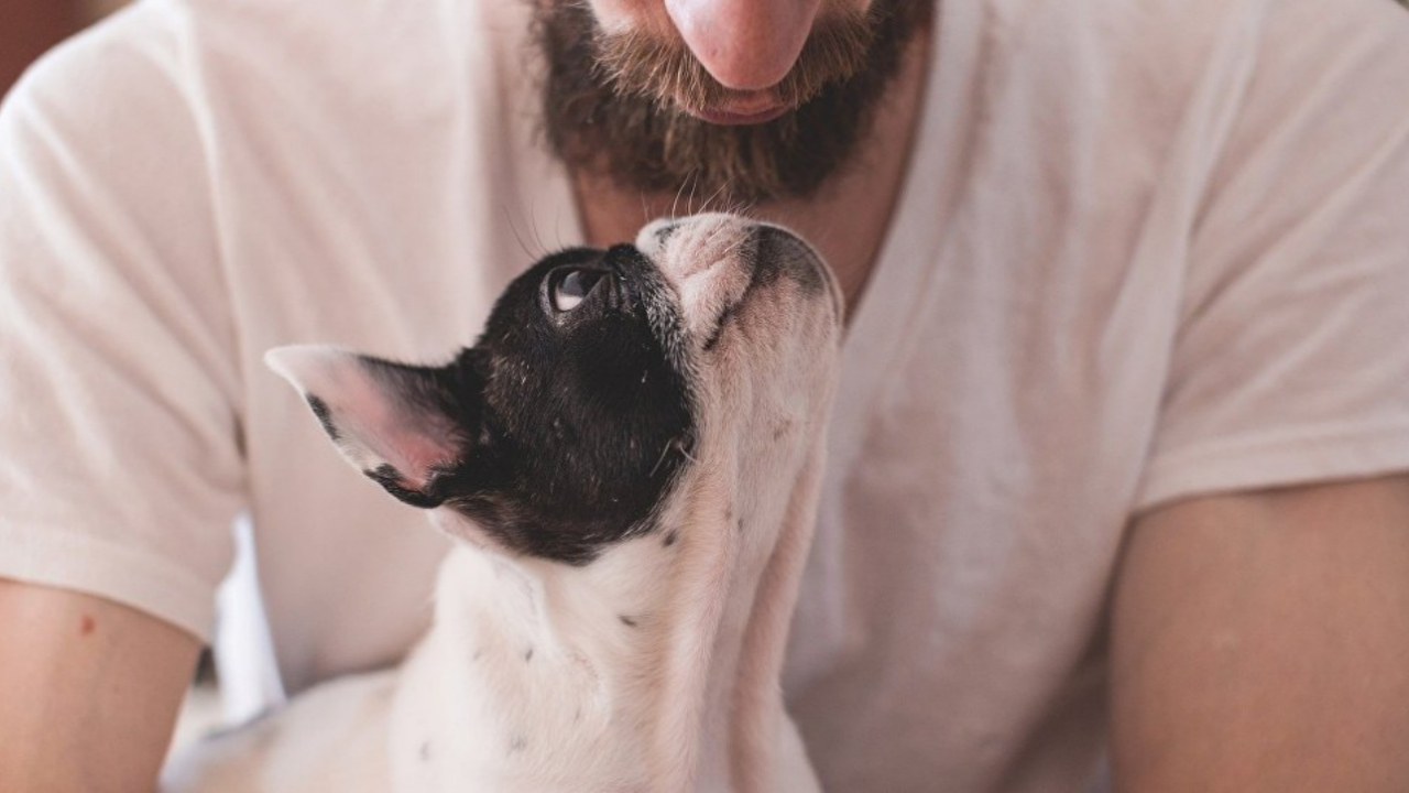 Köpekler sakallı erkeklerden daha temiz!