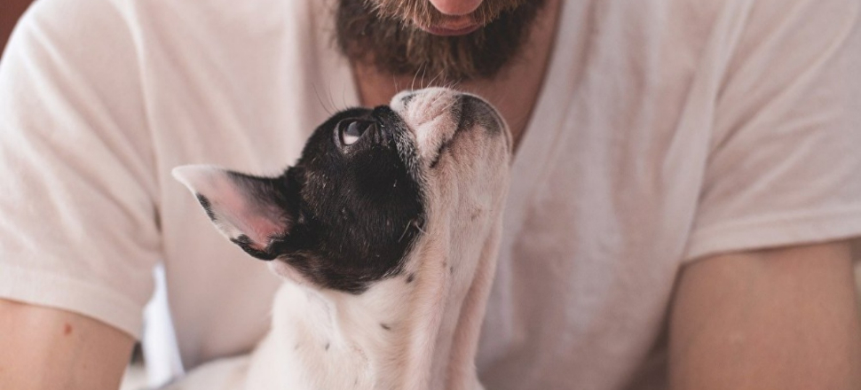 Köpekler sakallı erkeklerden daha temiz!