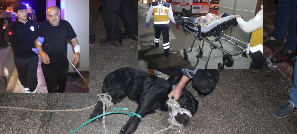 Karı kocaya sokakta yürürken köpek saldırdı...