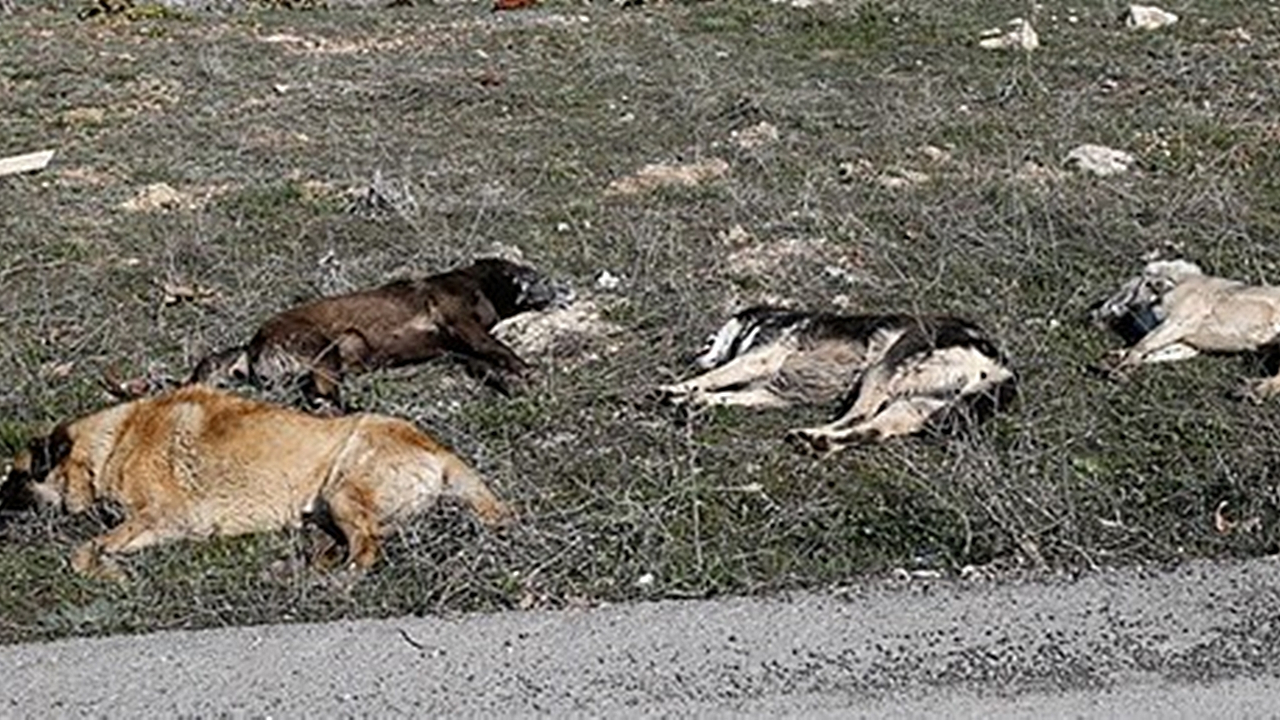 Ankara'da yine köpek katliamı!