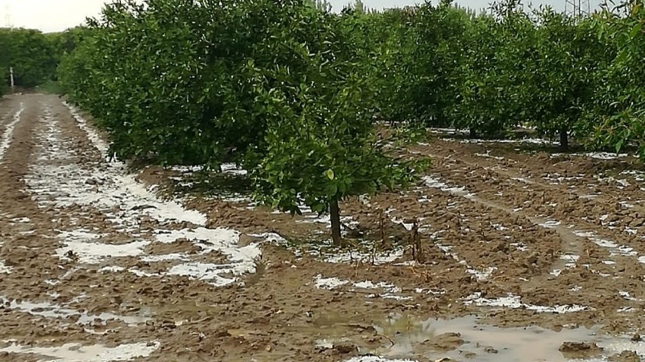 Adana'da Ayhan Barut: "Çukurova, afet bölgesi ilan edilsin"
