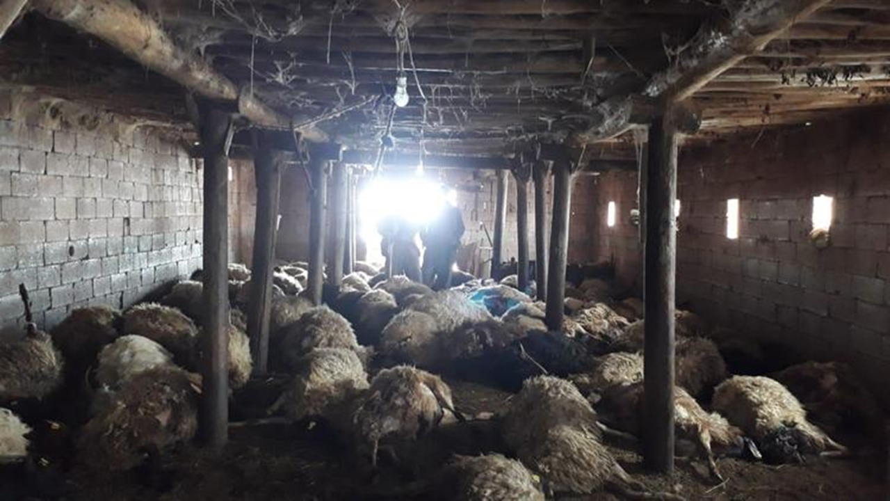Kurtlar ahırdaki 110 koyunu telef etti...
