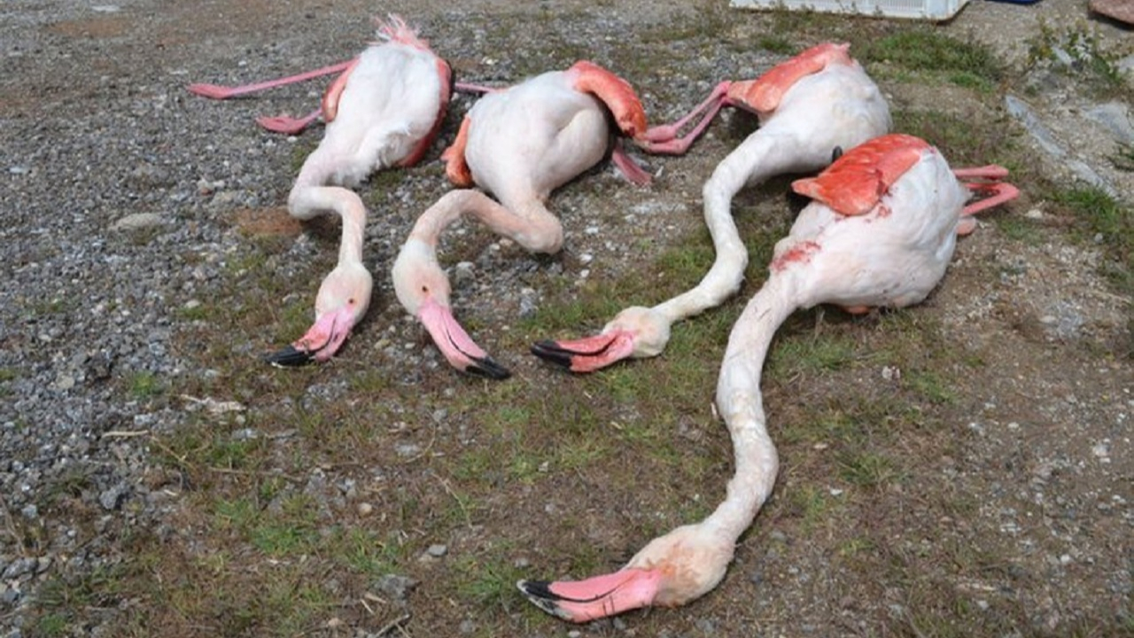 Flamingoları tüfekle vurup öldürdüler!