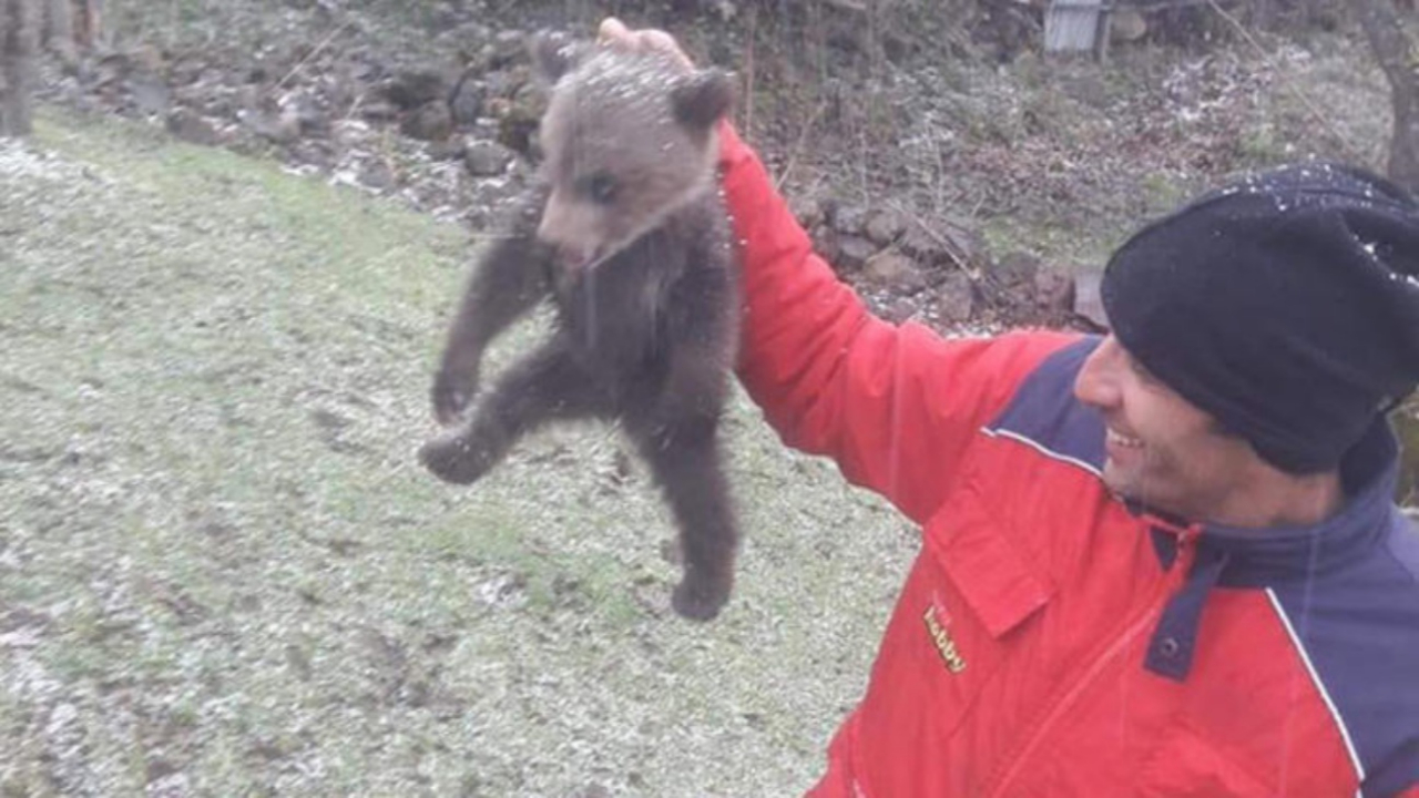 Köpeklerden kaçan ayı ağaçta mahsur kaldı!