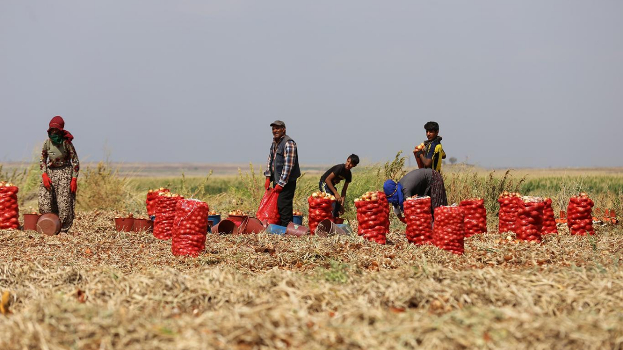 Türkiye'nin gözü aydın! Hasat başladı...