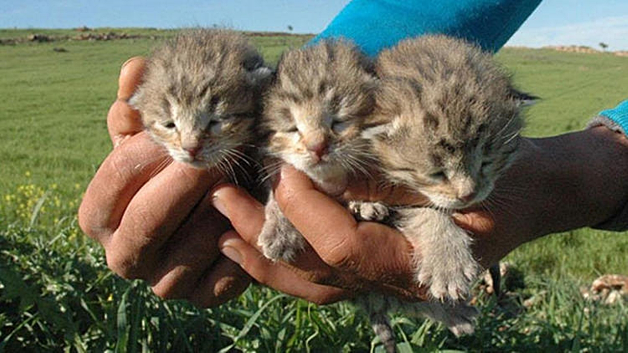 Diyarbakır'da 4 leopar görüldü!