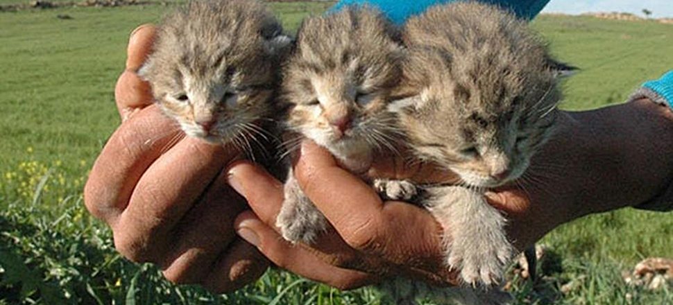 Diyarbakır'da 4 leopar görüldü!