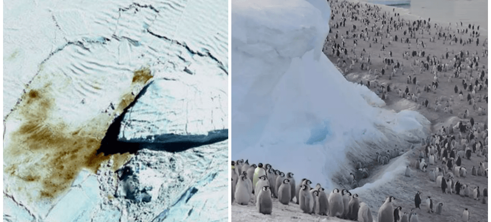 Binlerce penguen boğularak öldü!