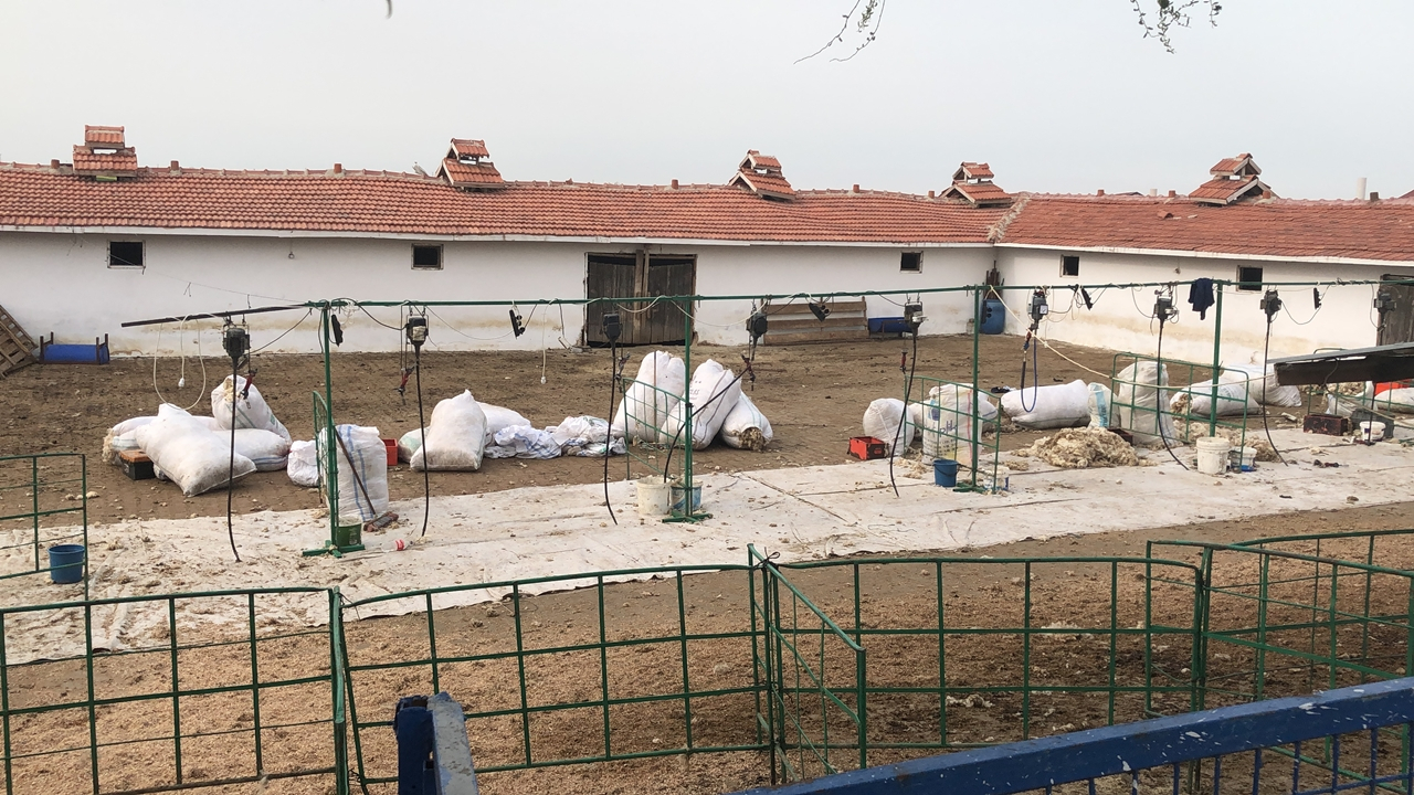 Koyun kırkan 11 işçi akıma kapıldı...
