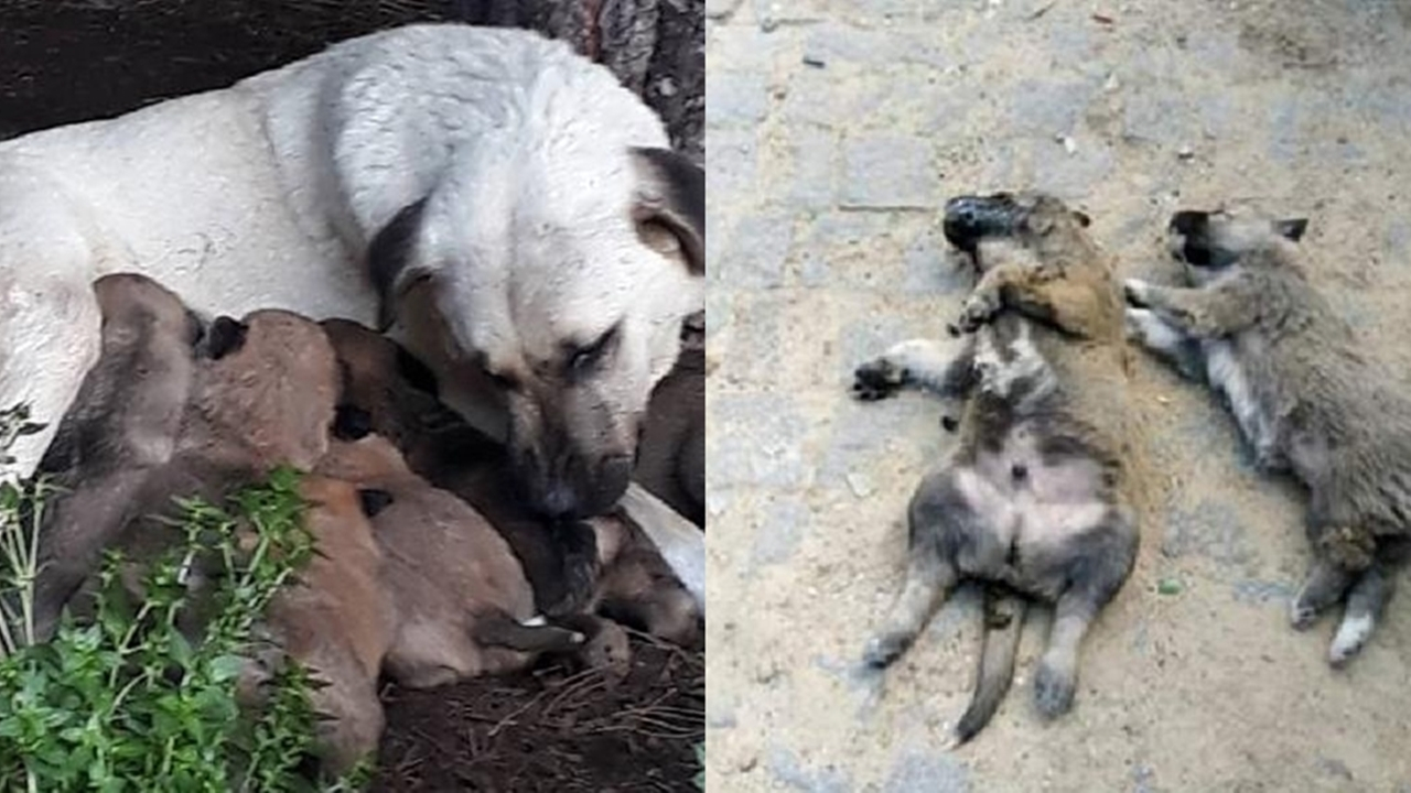 Balıkesir'de kedi ve köpekleri zehirlediler...