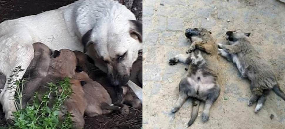 Balıkesir'de kedi ve köpekleri zehirlediler...