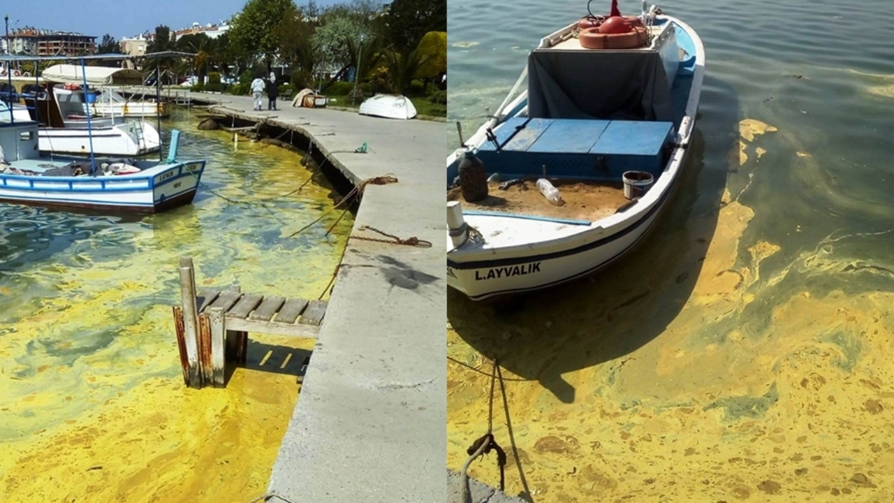 Balıkesir'de deniz sarıya döndü...