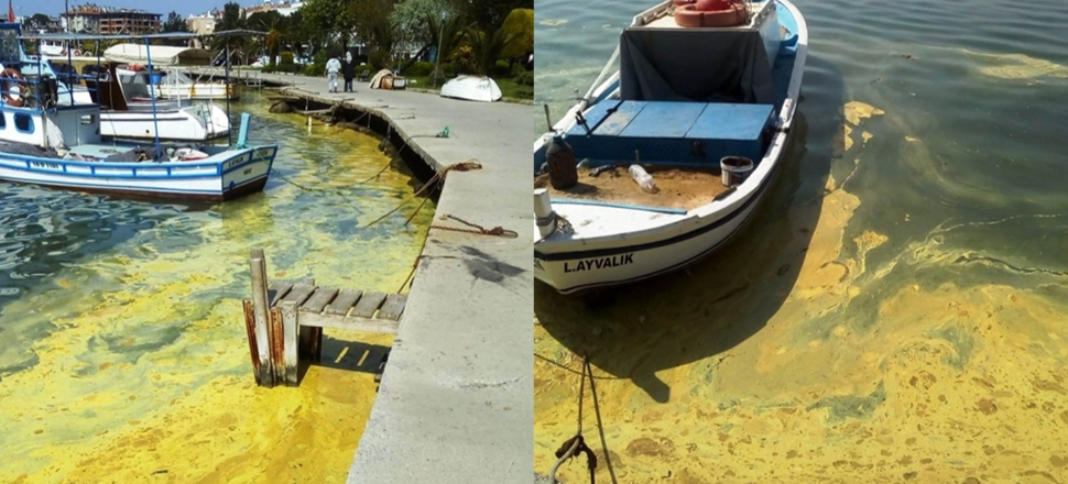 Balıkesir'de deniz sarıya döndü...