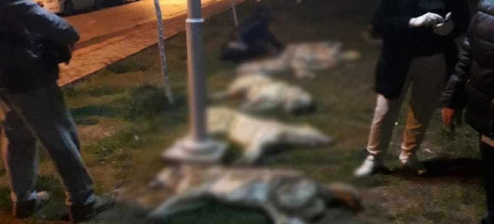 Ankara'daki köpek katliamıyla ilgili flaş gelişme!