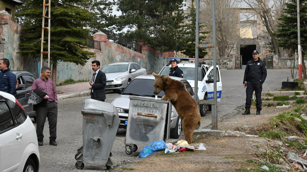 Aç kalan boz ayı mahalleye indi...