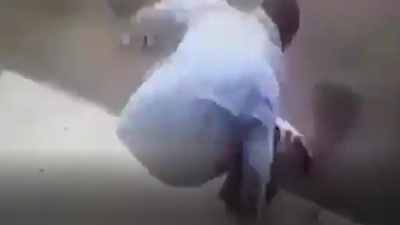 Kedi belediye başkanına böyle saldırdı...