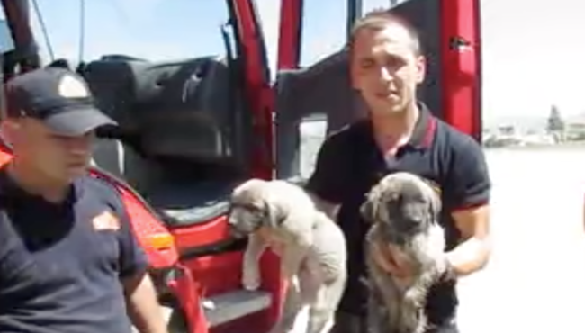 Su kanalına düşen yavru köpekleri itfaiye kurtardı...