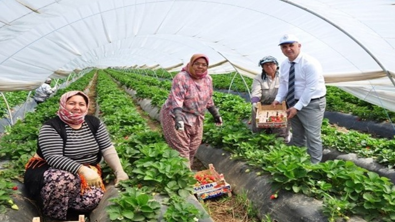 Aydın'da Başkan Aytekin Kaya tarlaya indi, çilek topladı