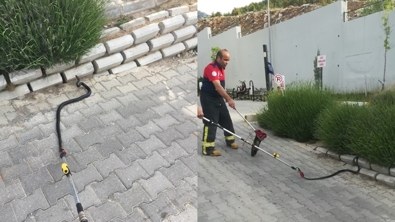 Denizli'de hastanede yılan paniği...