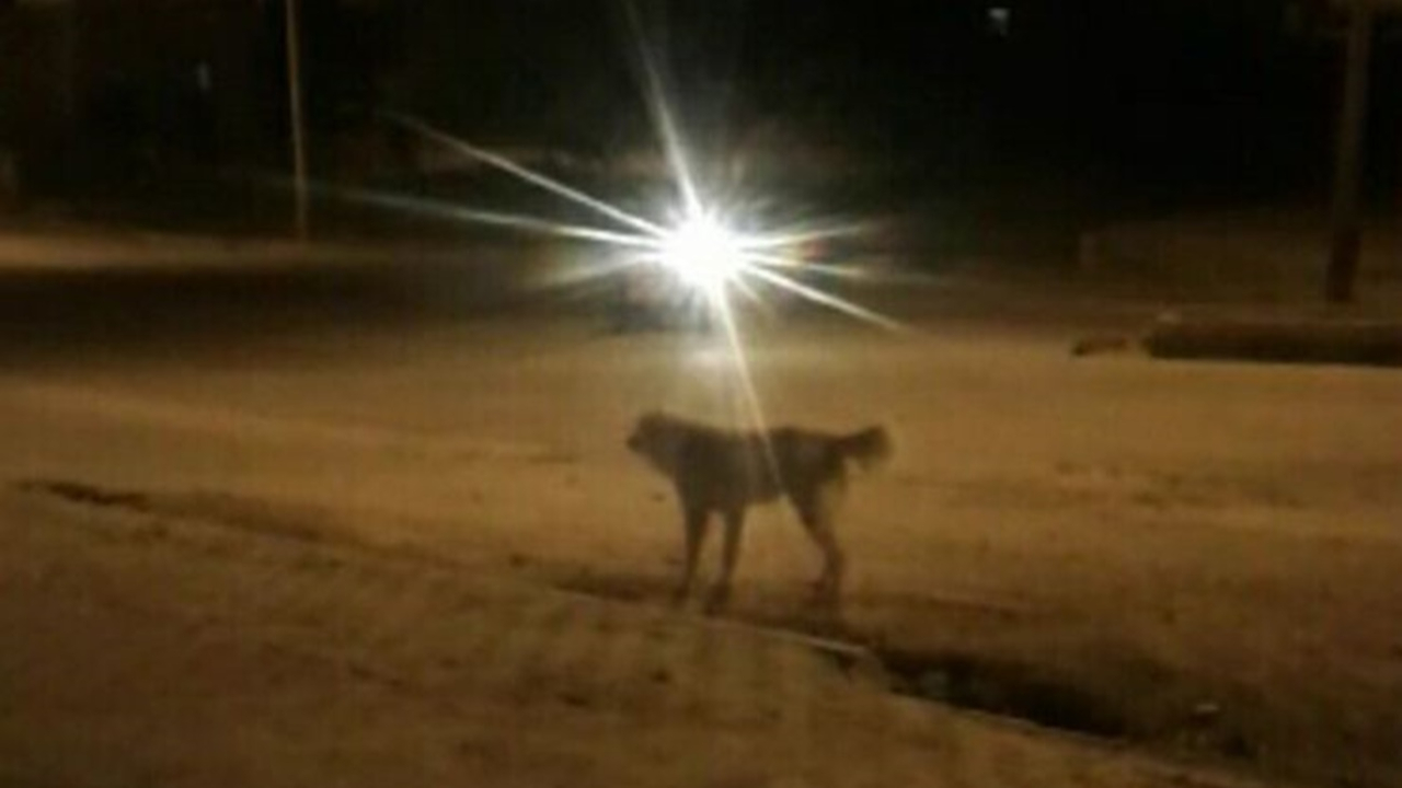 Köpeklerin saldırısına uğrayan 3 çocuk yaralandı!