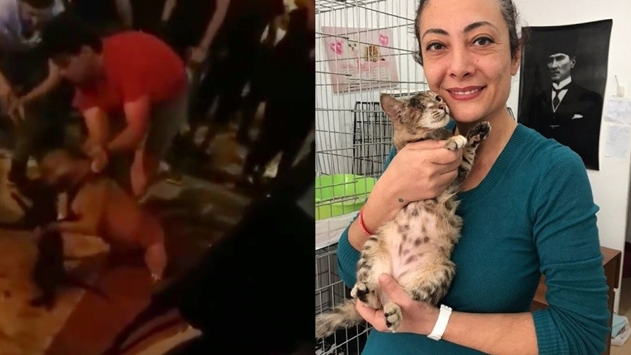Aydın'da pitbull dehşeti...