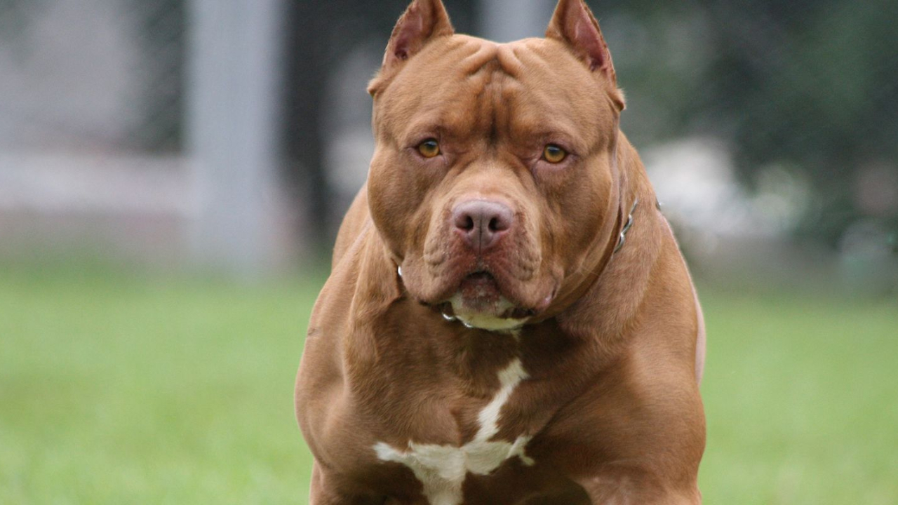 TBMM'ye tatışılacak 'Pitbull' teklifi!