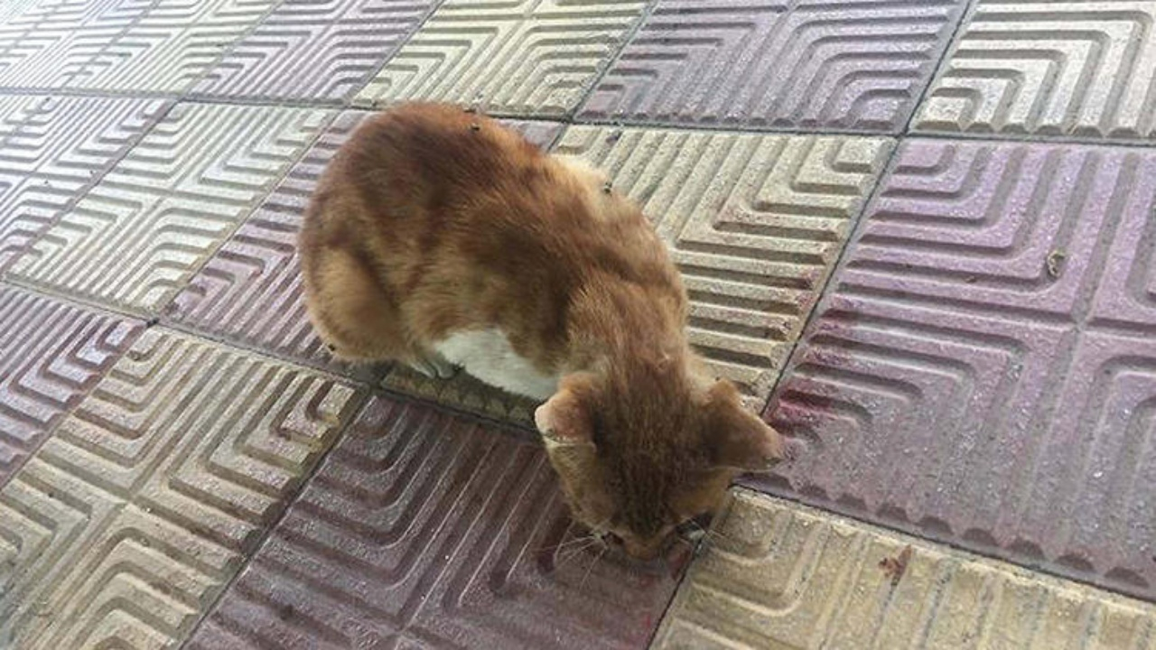 Önce dövüp sonra da gözünü çıkardılar!