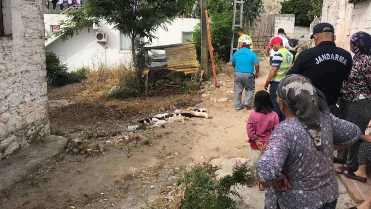 Bu kez Muğla'da onunu birden katlettiler!