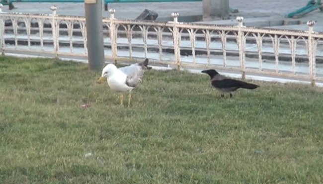 Martı ile karganın et kavgası: Bakın hangisi kazandı...