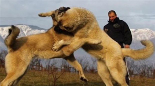 Vahşet! Kangal köpeklerinin dövüştüğü Süper Lig...