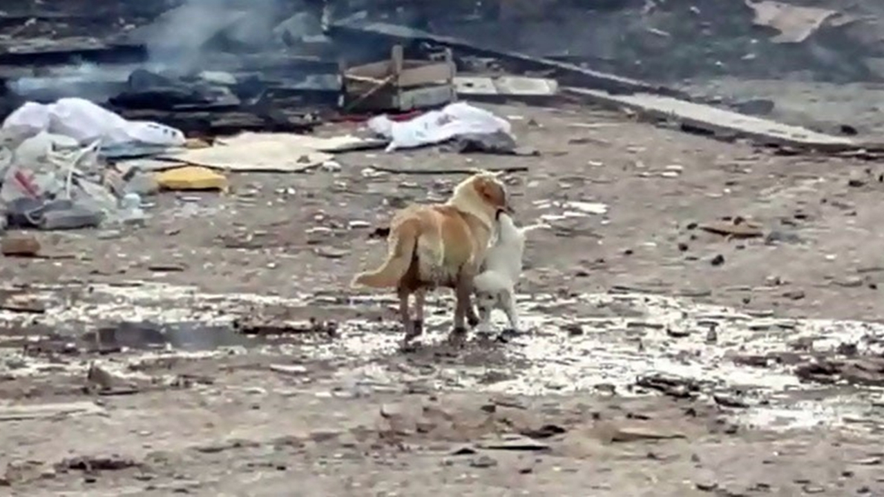 Anne köpek yavrusunu alevlerin arasından kurtardı!