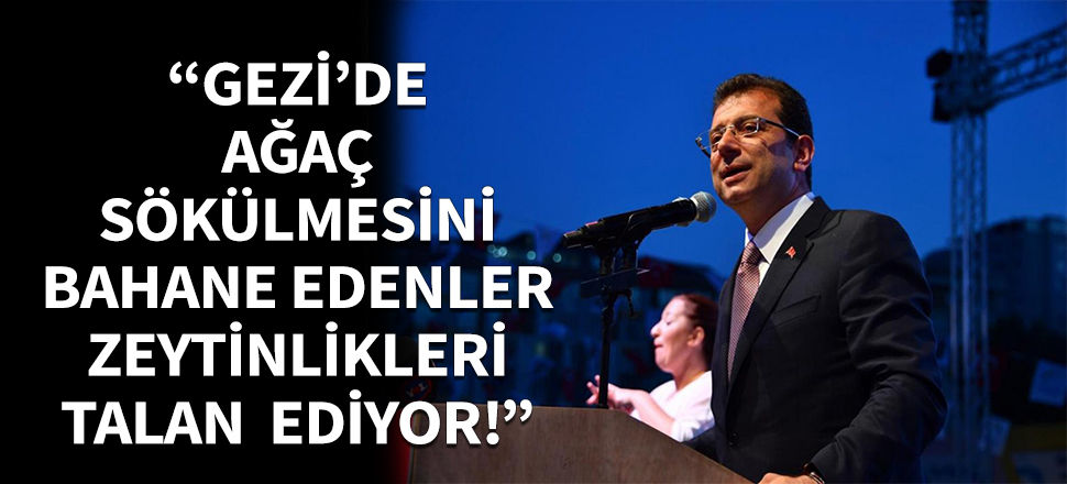 CHP'liler zeytinlikleri talan ediyor!
