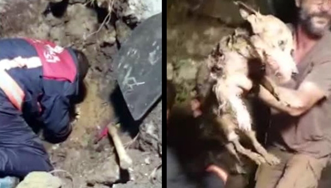 Cihangir’de 5 saat süren köpek kurtarma operasyonu!