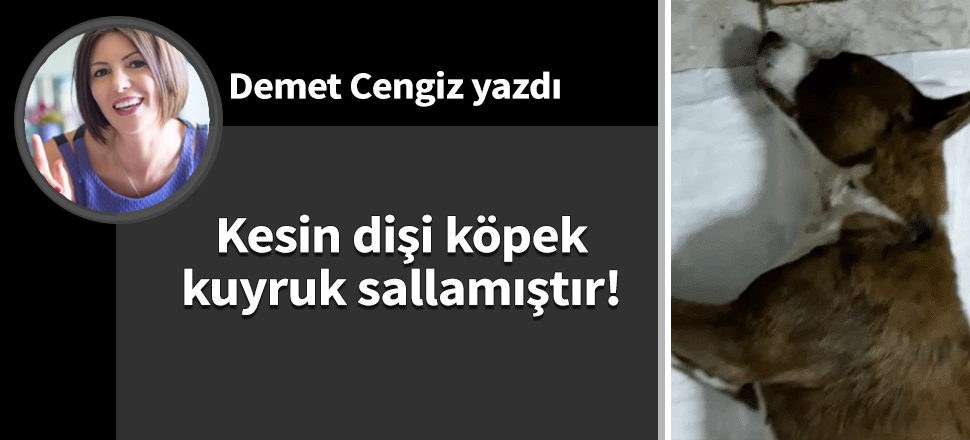 Kesin dişi köpek kuyruk sallamıştır!