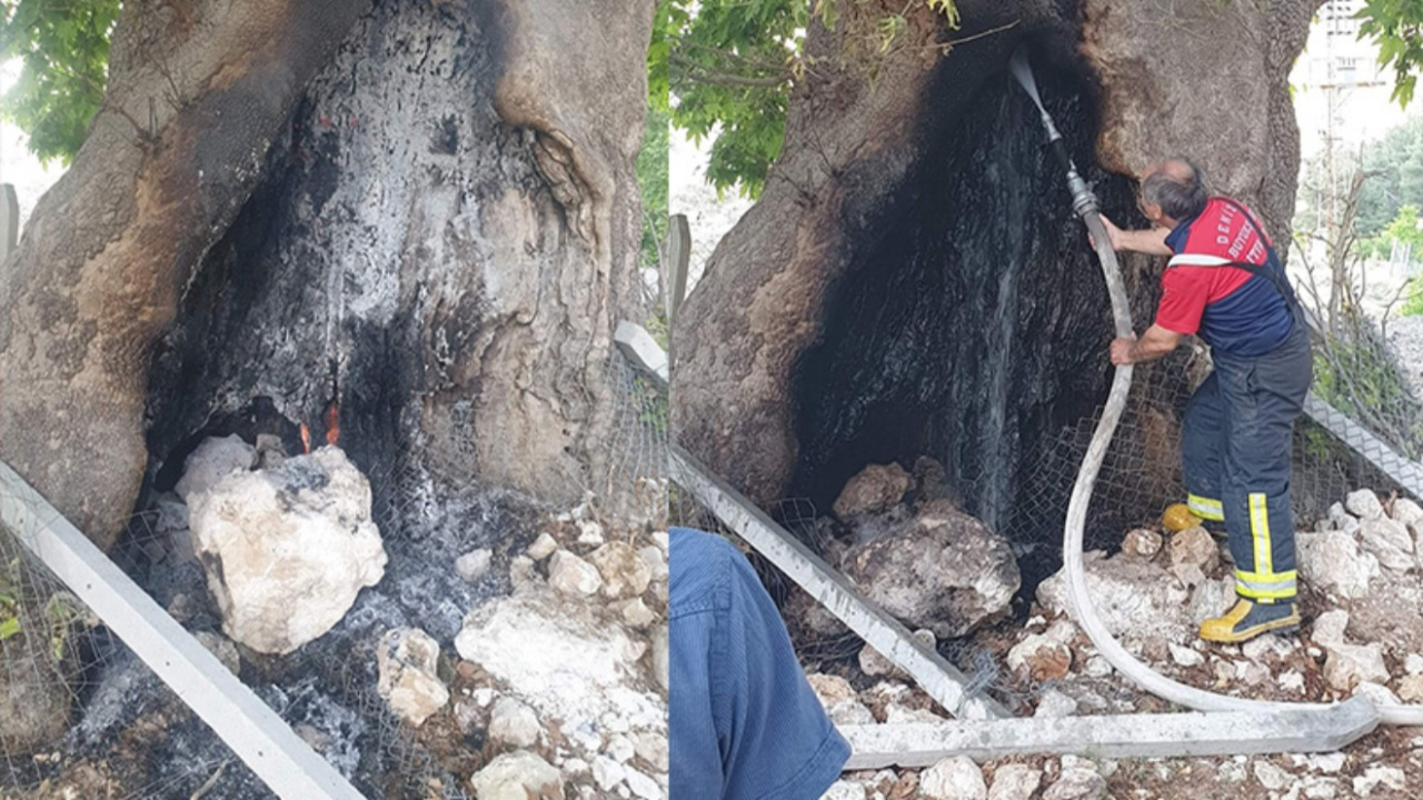 Asırların deviremediği ağacı ateşe verdiler!