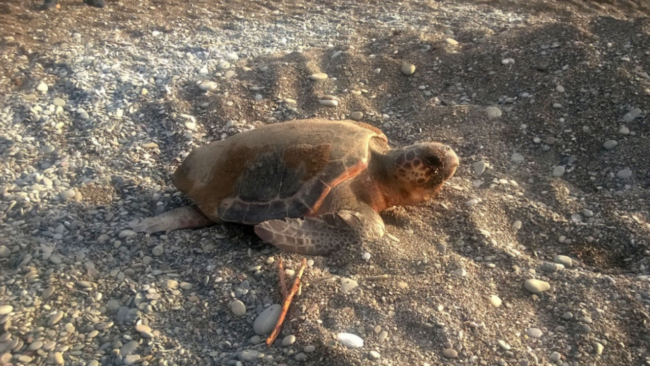 Caretta caretta işkencecileri gözaltına alındı!