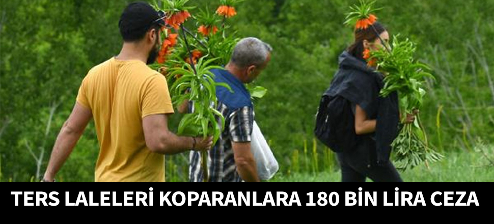 Ters laleleri koparanlara 180 bin lira ceza...