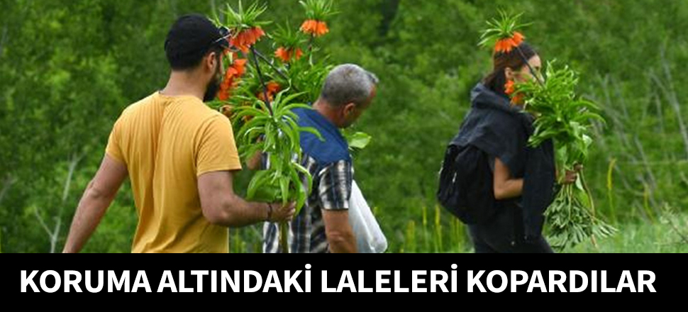 Koruma altındaki laleleri böyle kopardılar...