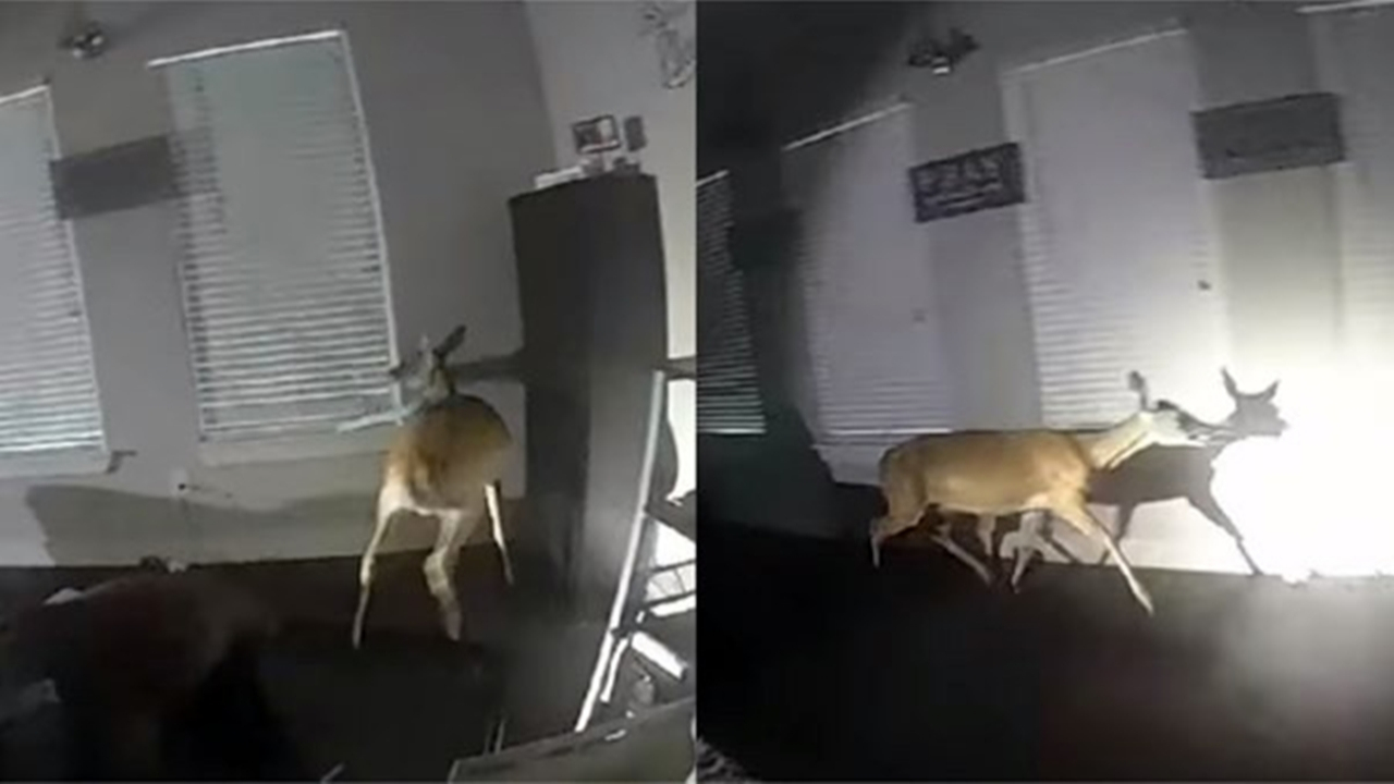 Hırsızlık ihbarına gittiler, geyik çıktı...
