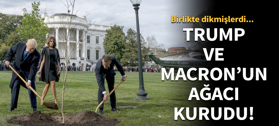 Trump ve Macron'un ağacı kurudu...