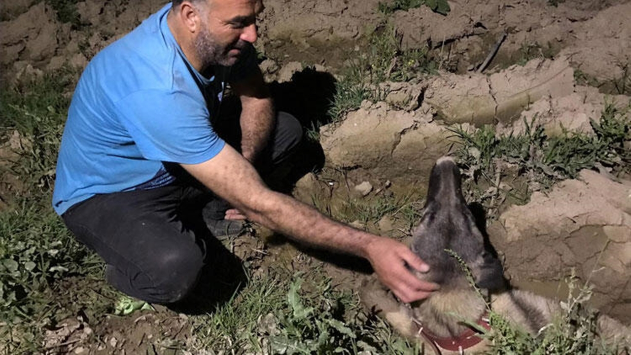 Araba çarpan köpeğinin başındaki yakarışları vicdanları sızlattı!