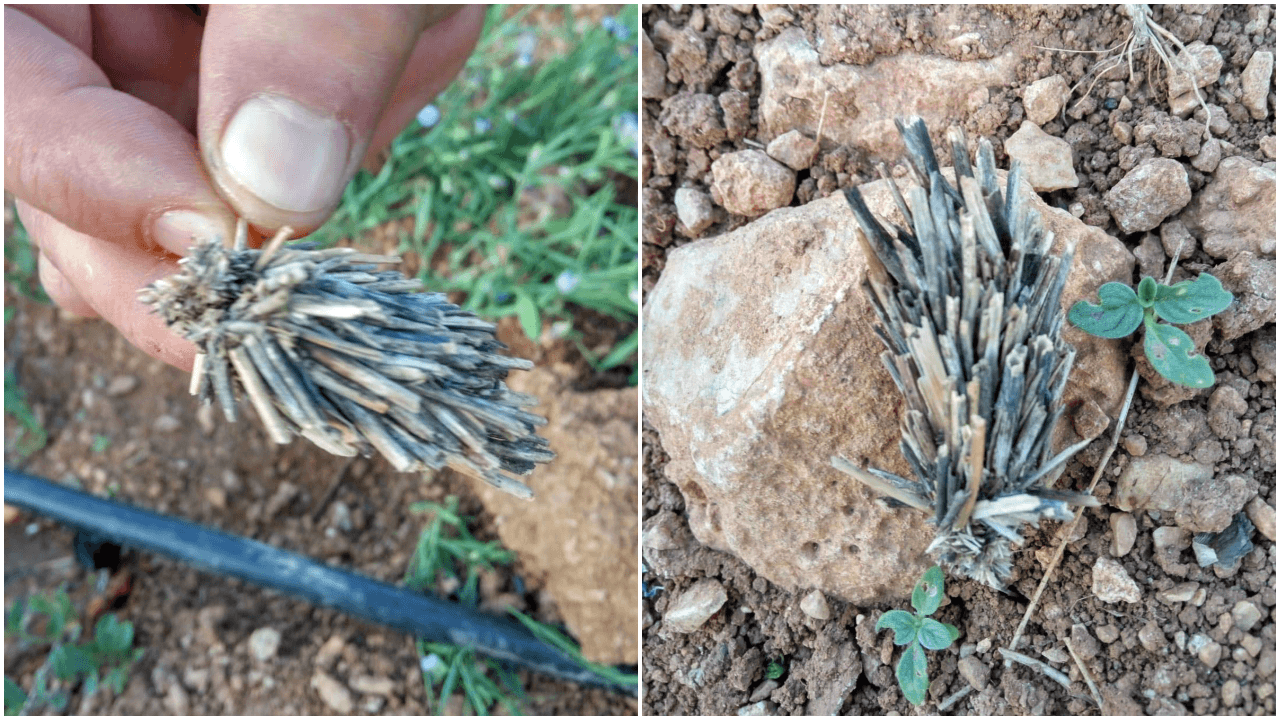 Bitki kökü sandılar, böcek olduğu anlaşıldı!