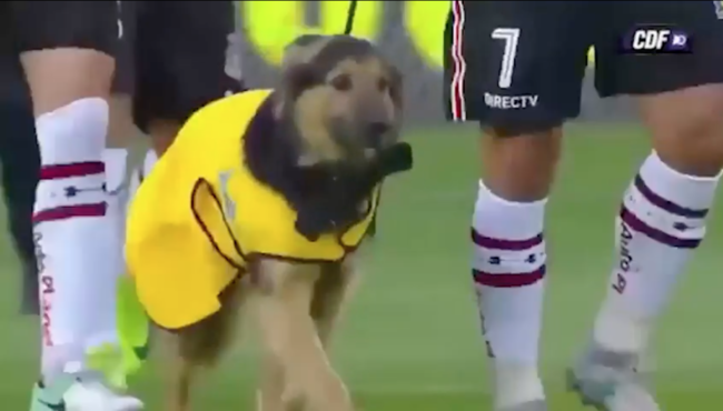 Futbolcular sahaya sahipsiz sokak köpeklerle çıktı!