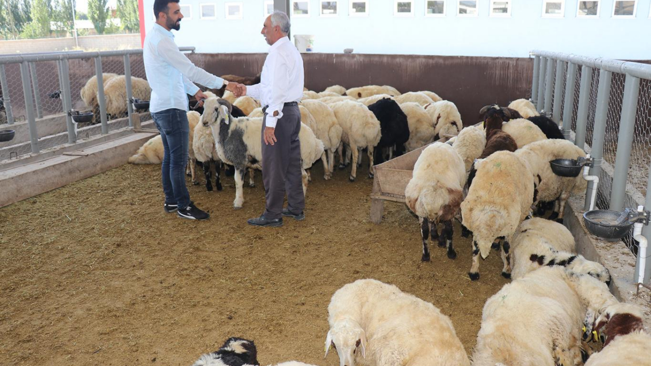 Kurbanlık fiyatları açıklandı!