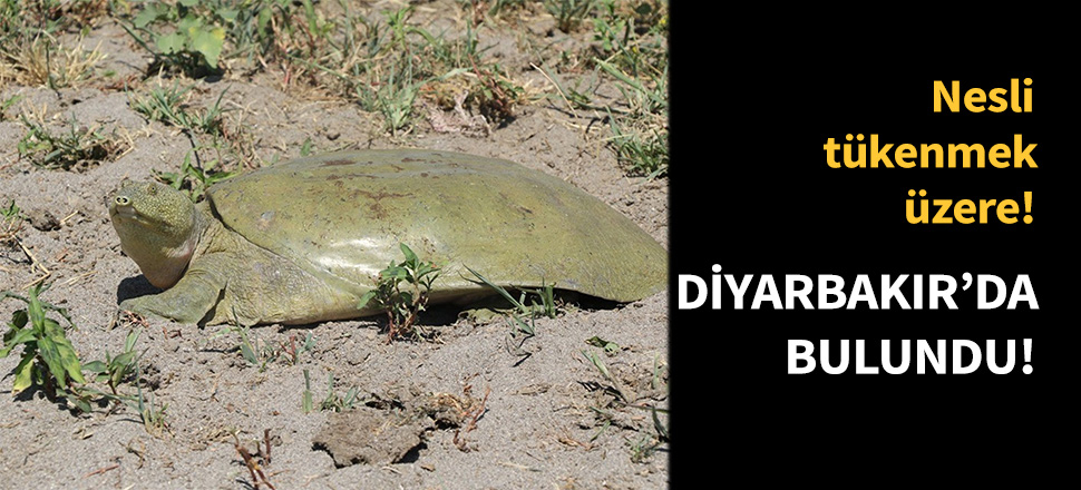 Diyarbakır'da bulundu!