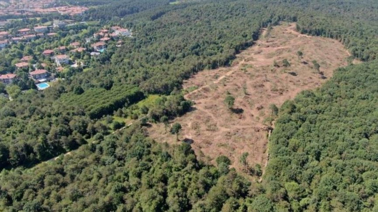 Bakanlıktan 'orman katliamı' iddialarına yalanlama